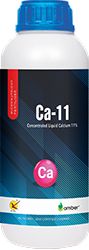 Ca-11